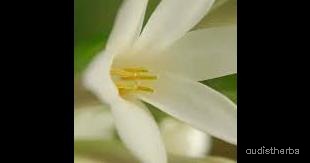 augmented_Polianthes tuberosa flower8_rotated_270.jpeg